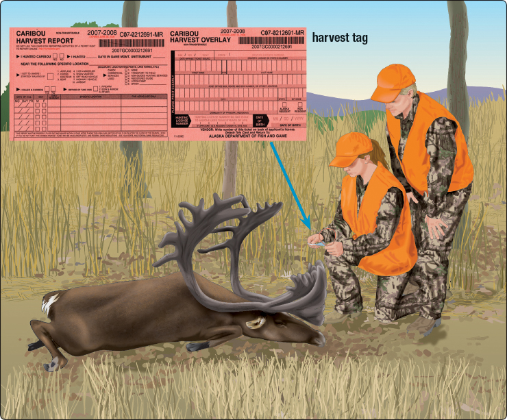 What Are The Laws Related To Bow Hunting?